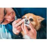 odontologia felina clínicas Sitio Recreio dos Cafezais