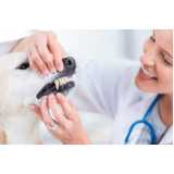 odontologia para animais roedores consulta Amparo