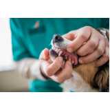odontologia para cachorro consulta Altos Morumbi