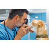 oftalmologista para cães e gatos Jardim Paiquere
