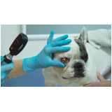 oftalmologista para cães marcar Tietê