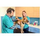 oncologia cães de grande porte clínica Louveira