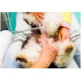 oncologia para cachorro clínica Vale do Itamaracá