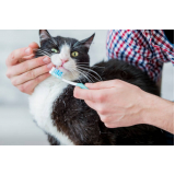 onde agendar limpeza de dente em gatos Vale do Itamaracá