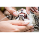 onde agendar limpeza de dentes em gatos  Hortolândia