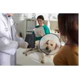 onde tem ortopedia para cães de grande porte Amparo