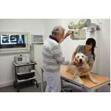 ortopedia para cachorro agendar Holambra