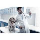 ortopedia para cães e gatos agendar Tietê