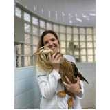 veterinario de animais silvestres agendar  Santa Bárbara dOeste