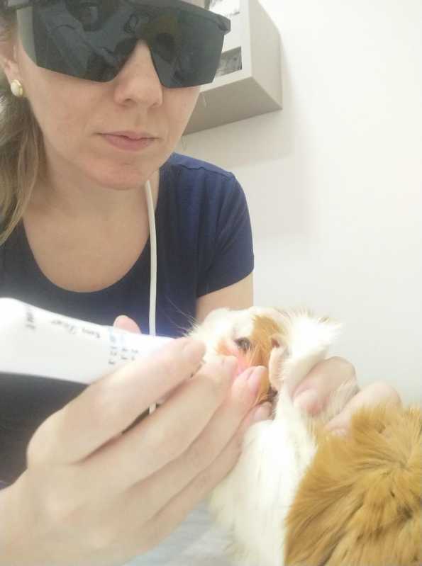 Veterinario de Animais Silvestres Holambra - Veterinario para Animal Silvestre Campinas